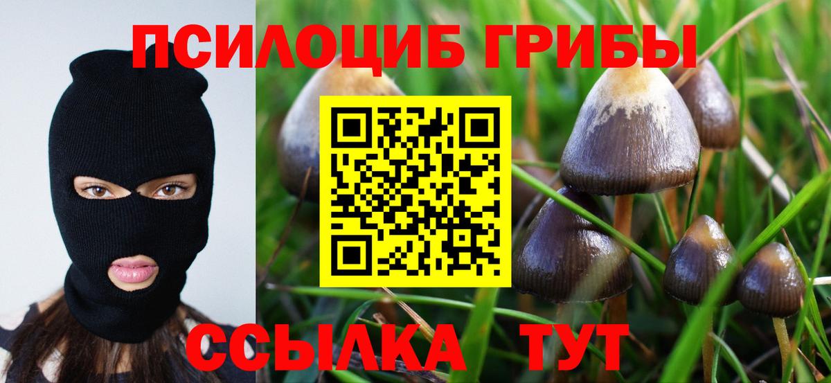 Галлюциногенные грибы Psilocybe Изобильный
